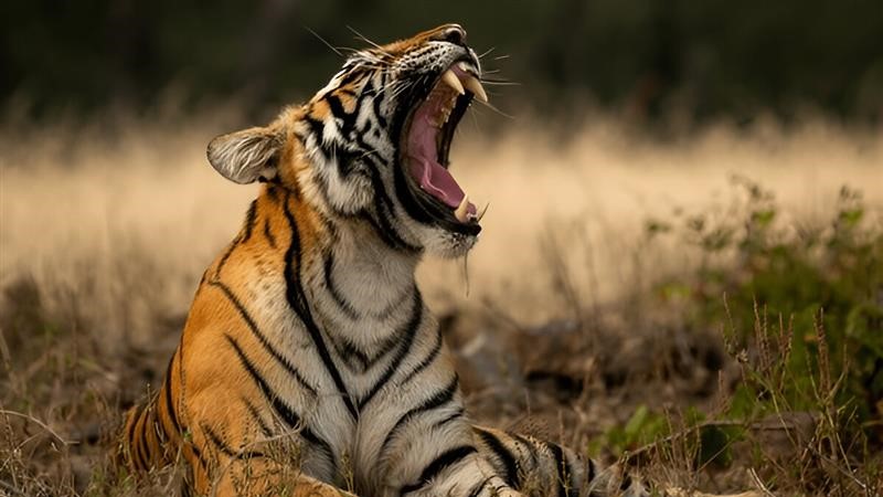 Bandhavgarh Safari