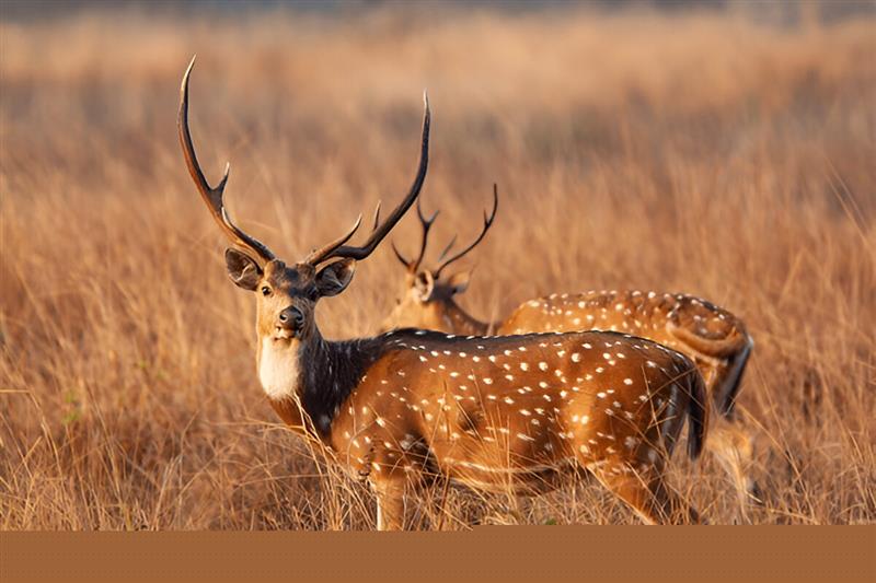 Kanha