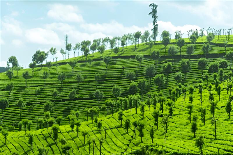 Ooty